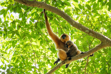 Southern Yellow-cheeked Crested Gibbon - Nomascus gabriellae, beautiful brown gibbon monkey from canopy of tropical forests in Southeast Asia, Vietnam.