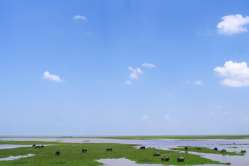 African Buffalo Herd in Floodplain: A tranquil scene of an African buffalo herd grazing peacefully in a lush green floodplain under a bright blue sky dotted with fluffy white clouds. 