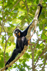 Southern Yellow-cheeked Crested Gibbon - Nomascus gabriellae, beautiful brown gibbon monkey from canopy of tropical forests in Southeast Asia, Vietnam.