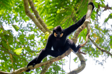 Southern Yellow-cheeked Crested Gibbon - Nomascus gabriellae, beautiful brown gibbon monkey from canopy of tropical forests in Southeast Asia, Vietnam.