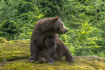 Braunbär