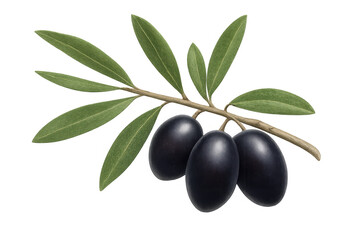 Realistic illustration of an olive branch with ripe black olives, isolated on a transparent background