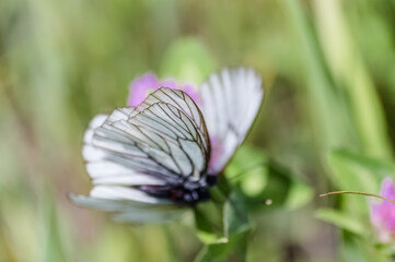 Aporia crataegi, Pieris crataegi, butterfly on a clover. Butterflies on a clover flower in a meadow. Life of insects. Summer. macro photo