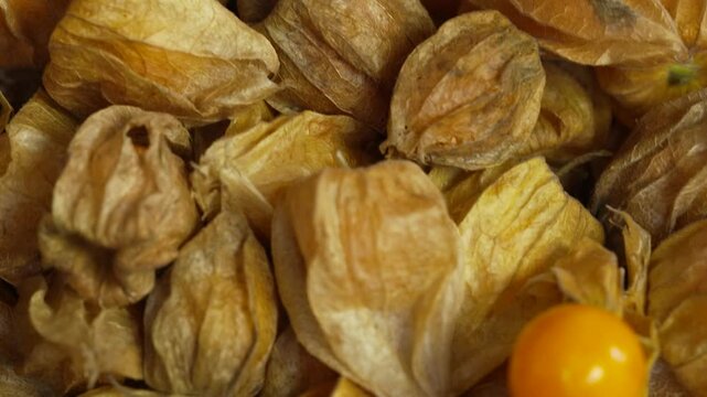 Close-up of ripe physalis with husks