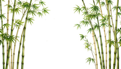 Obraz premium Natural landscape of bamboo forest in the morning with bamboo, trees and bright green leaves on white background