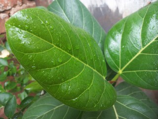 There are drops of rain water on the banyan leaf.Beautiful Banyan leaf with water drops stock photo,Rainy Water Drop on Banyan  green leaf
