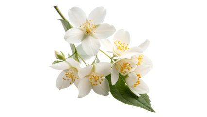 flowers of jasmine with vibrant leaves isolated on transparent background