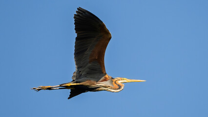 Purple heron in its habitat near a pond in Brenne, France