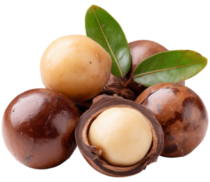 A close-up shot of macadamia nuts, some in their shells and one cracked open to reveal the creamy kernel.  Vibrant green leaves add a fresh element isolated on transparent background