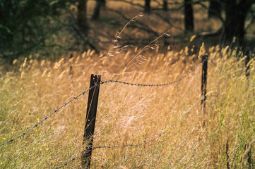 Barbed wire fence on farm land with steel star picket as posts