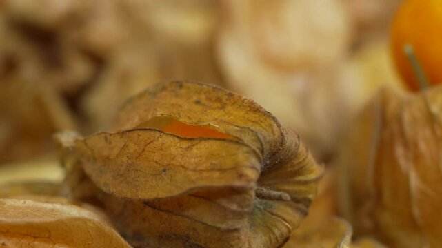 Close-up of ripe physalis with husks