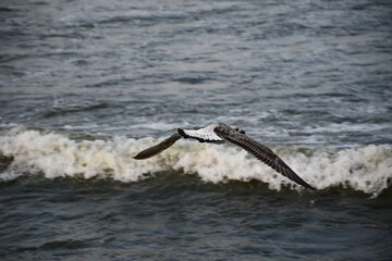A seagull gliding just above the ocean surface with waves breaking in the background, captured in a...