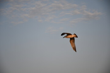 A lone seagull captured mid-glide during dusk, with warm sunlight reflecting on its feathers and a soft blue sky in the background.