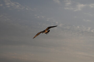 A single seagull captured in mid-flight during golden hour, with a soft cloudy sky in the background.