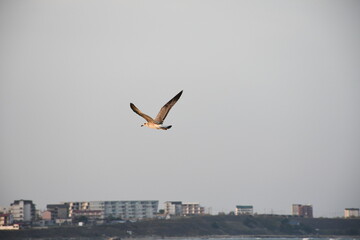 A lone seagull gliding over a coastal cityscape with residential buildings in the distance during early evening light.