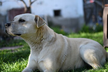Close-up of a light-colored mixed-breed dog laying on green grass in a backyard, captured in soft...