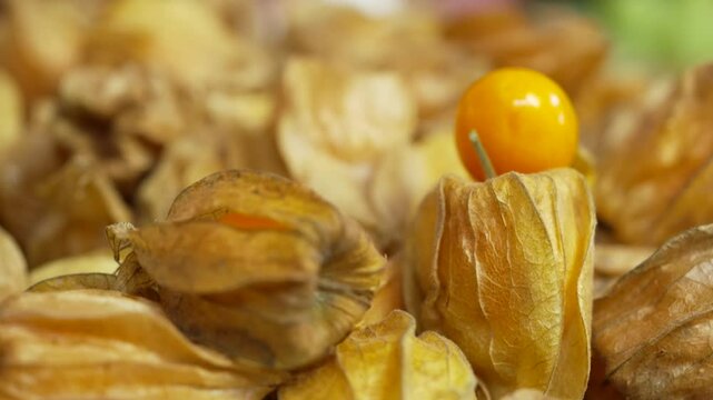 Close-up of ripe physalis with husks