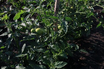 green apples on a tree