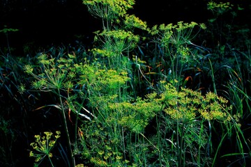 fern in the forest