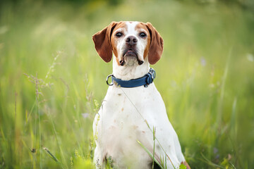 cute pointer dog portrait outdoors in summer