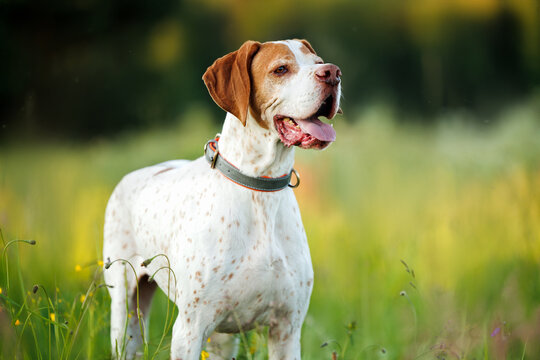 white and red pointer dog portrait outdoors in summer