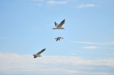 Three seagulls flying in the  blue skywith several white clouds. Sea , summer, nature ,fauna ,landscape. vacation near the sea.