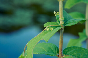 枝に巻きついているツル性植物