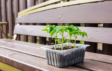 Tomato seedlings outdoors in a container stand on a wooden background. Planting and caring for...