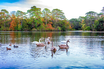 White and brown juvenile swans swimming with ducks on autumn lake, selective focus