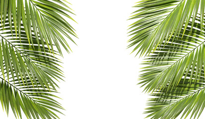 Vacation palm leafs summertime with copy space on transparent backgrounds 3d illustrations png