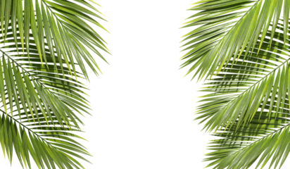 Vacation palm leafs summertime with copy space on transparent backgrounds 3d illustrations png