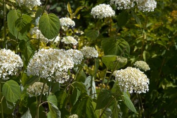 White hydrangea floer for background.
