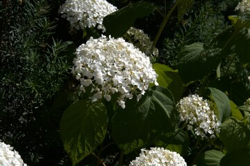 White hydrangea floer for background.