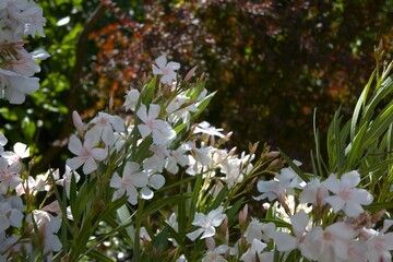 Oleander flower close up for background.