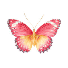 Elegant Pink Butterfly with Delicate Wings, a Watercolor Masterpiece against a Black Background. A Stunning Display of Natures Beauty.