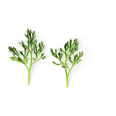 Ranunculus flower stem with green leaves photography isolated on white background. Clipping path....
