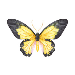 Fototapeta premium A Vibrant Yellow Butterfly with Black and Pink Accents, Poised Against a Solid Black Background