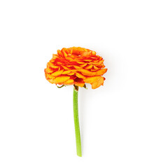 Orange ranunculus flower head with stem photography isolated on white background. Clipping path....