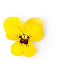 Viola pansy yellow flower head photography isolated on white background. Clipping path. Original...