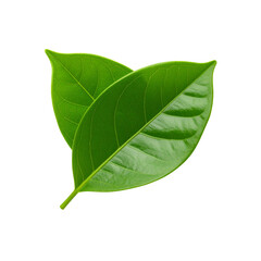 Fresh green leaves close up isolated on black background stock photo on transparent background