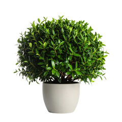 Buy boxwood topiary plant online round shape potted plant for sale on transparent background