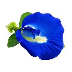 Close up of blue butterfly pea flower blossom with green leaves bloom on transparent background