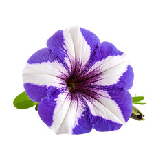 Isolated purple and white petunia flower close up floral photography on transparent background