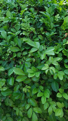 Lush Green Foliage: A detailed depiction of vibrant leaves in various shades of green, forming a dense, textured pattern.