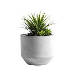 Modern potted plant decor artificial succulent plant in white pot on transparent background