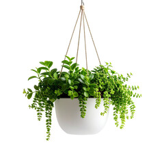 Hanging plant indoor plants trailing plants home decor plant decoration on transparent background
