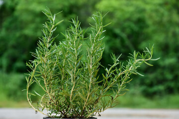 fresh rosemary in a pot