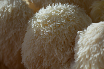 A closeup view of lion's mane mushrooms.