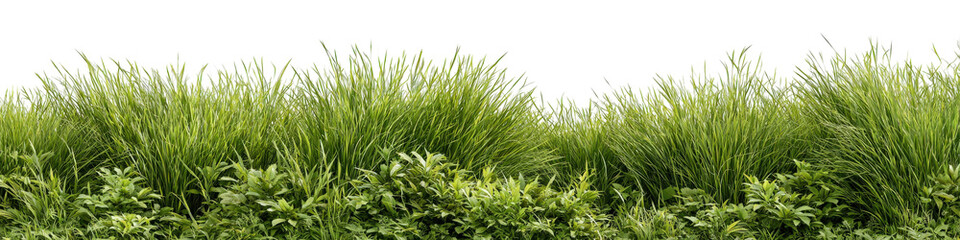 Fototapeta premium grass strip with wild texture and high detail, ideal for eco-themed designs isolated on a Transparent background, PNG file.