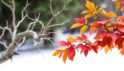 Dead Tree Branches Contrasting Vibrant Autumn Leaves